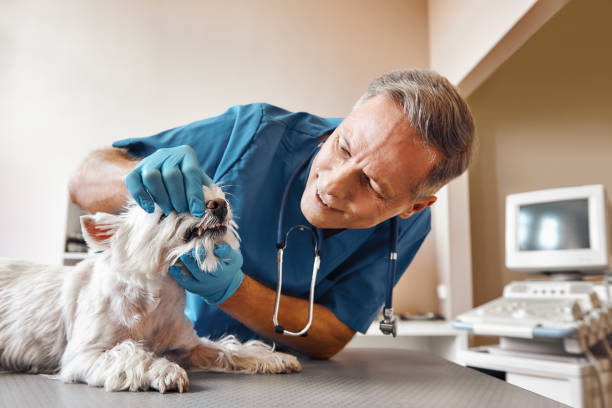 Best Walk-In Emergency Dental Services in Mlstadt, IL